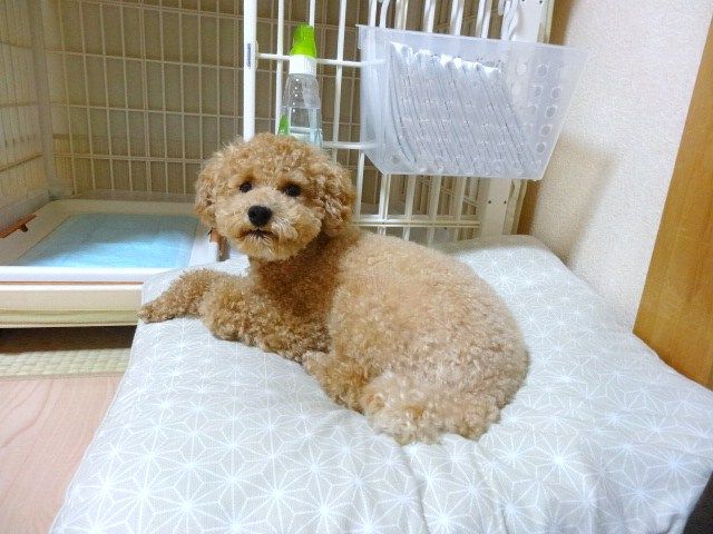 イメージ 5