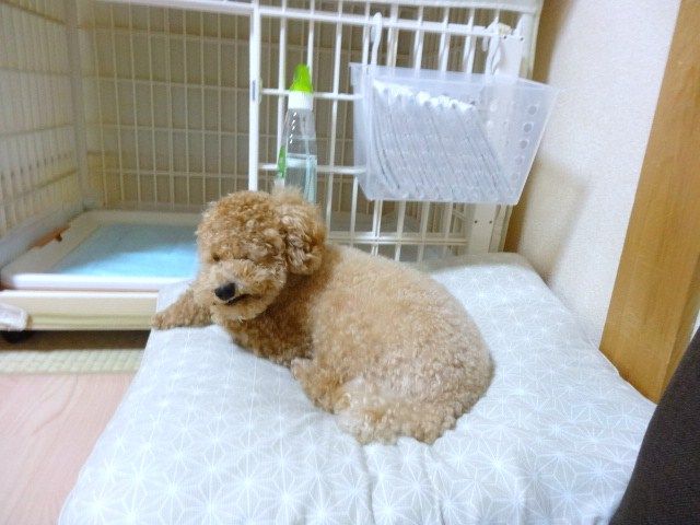 イメージ 4