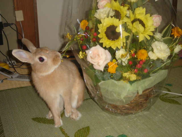 イメージ 5