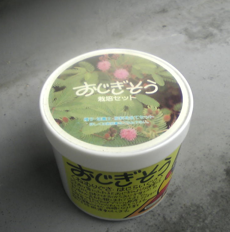 おじぎそう栽培セット ガーデニング日記 観葉植物と自家栽培をたのしむブログ