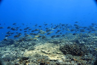 1756077461169-100475230