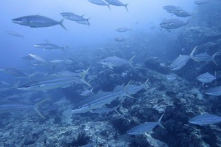 1757912021377-1382424407