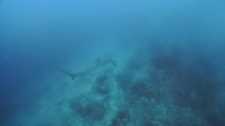 VID_20260221_162413_273 - frame at 0m2s