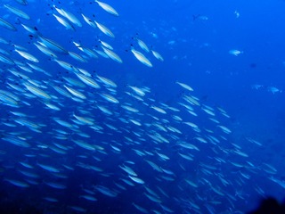 17573591823551898515460