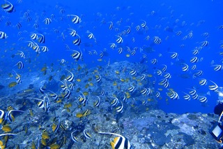 1757359292626188507033