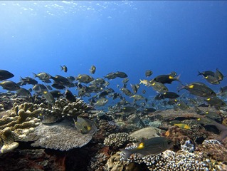 1758523216646838829633