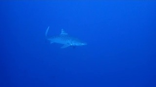 20251124黒島＠ミノティラ　タイガー祭り - frame at 0m14s