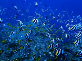 1757359031445-1875719328