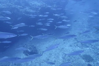 1757911946386272276778