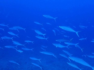 LINE_ALBUM_トカラ kato_251020_1