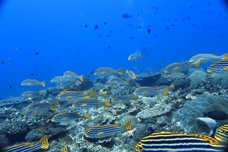 1756077444660-114817342