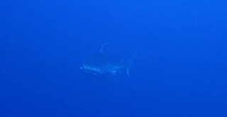 20251124黒島＠ミノティラ　タイガー祭り - frame at 0m12s