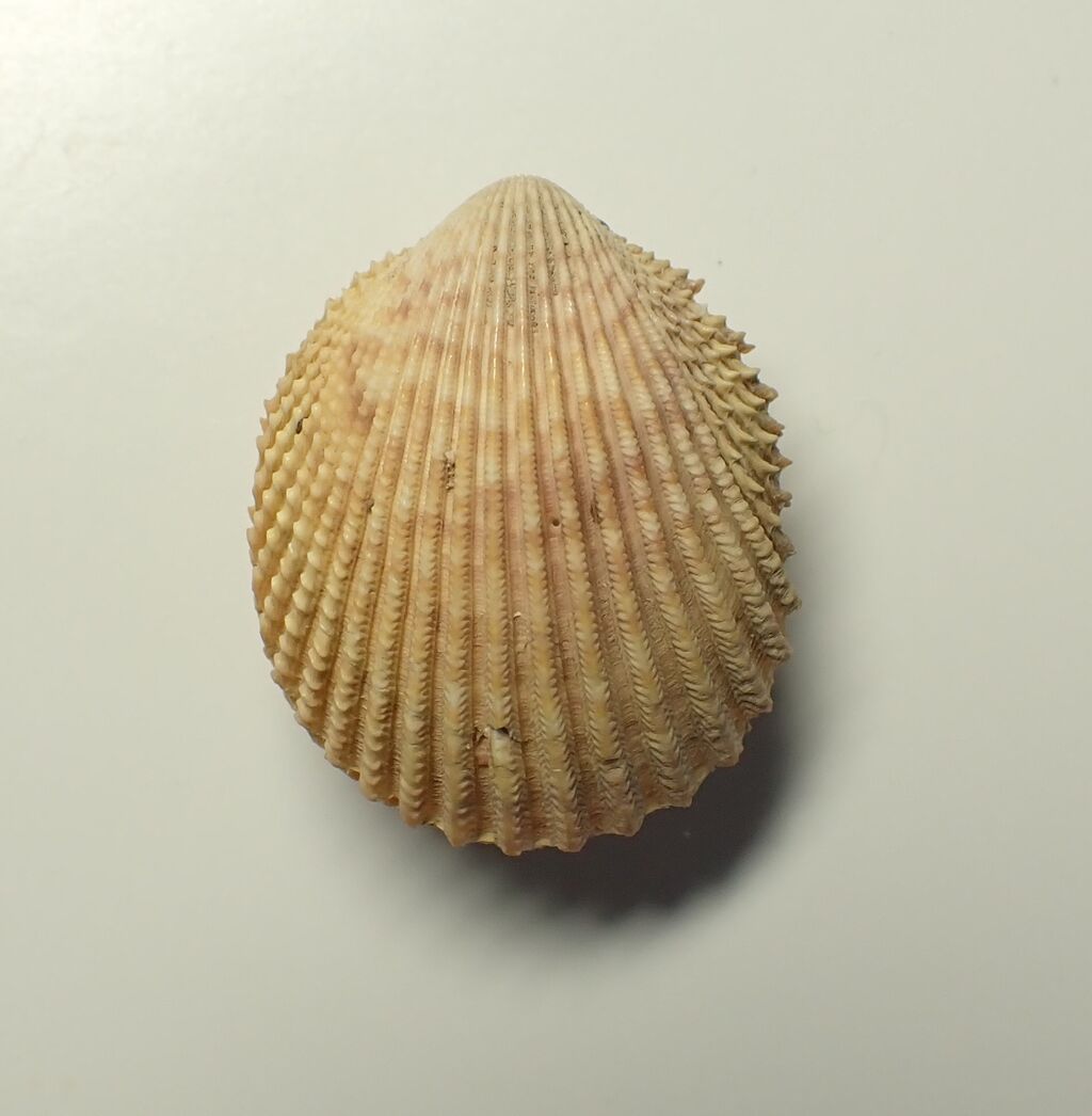 図鑑を作る 二枚貝編