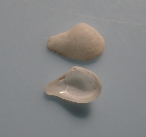 １８２．ドウクツシャクシ