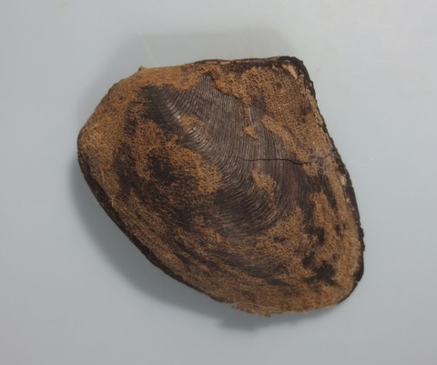 ３７．Crenatula sp