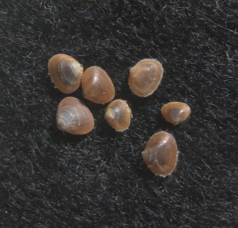 ６９．オサガニヤドリガイ