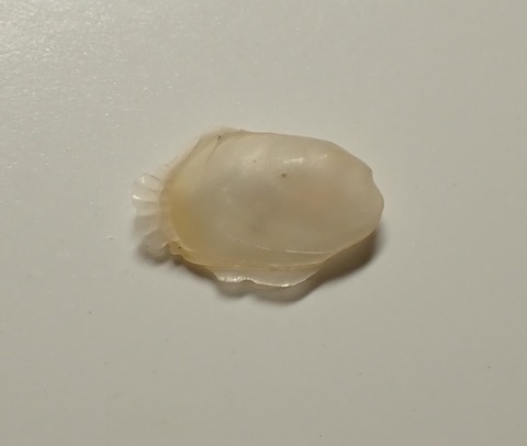 ２０６．Coralliophaga sp2