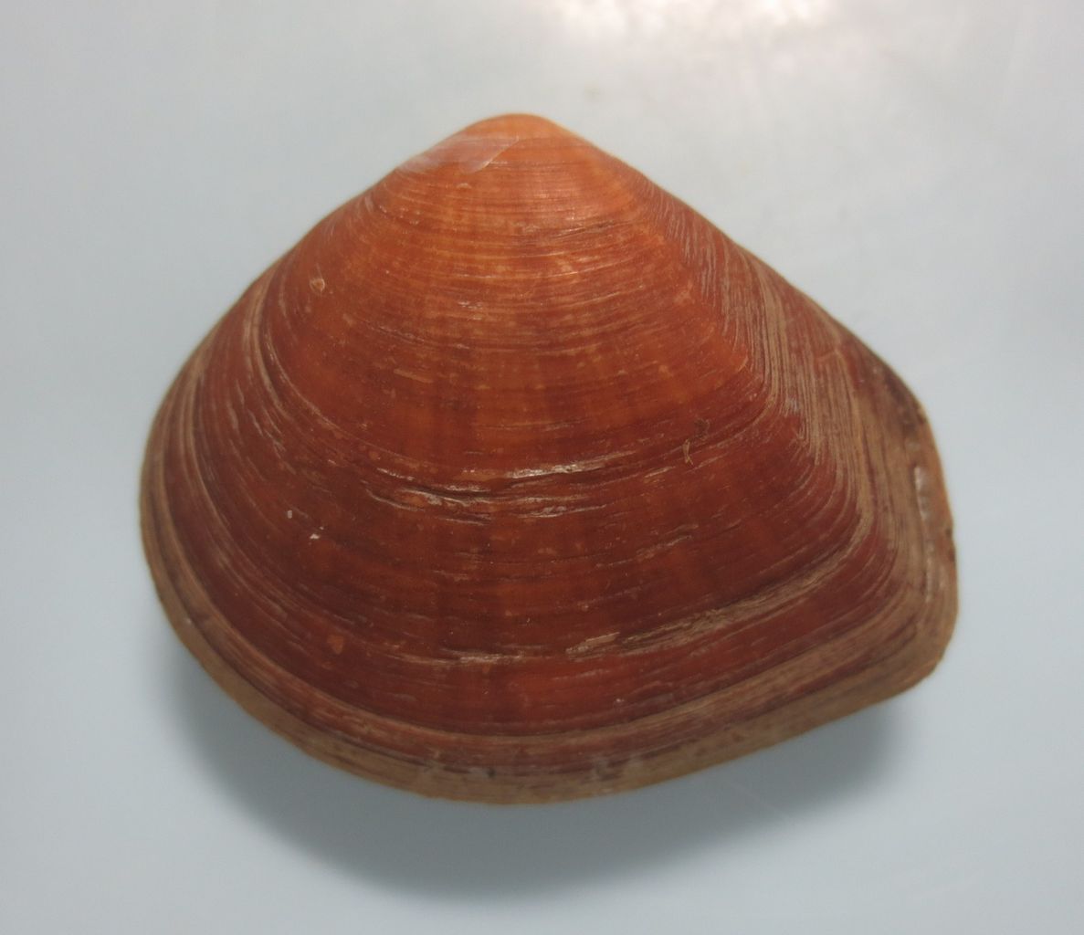 moya　貝殻　貝標本　 ブランデーガイ　GEMー 　生貝　その2 モシオガイ : 図鑑を作る（二枚貝編）