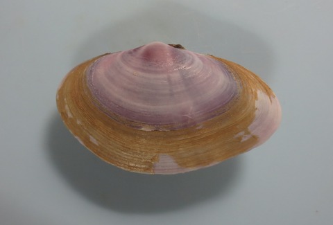 １２３．フネマスホウ