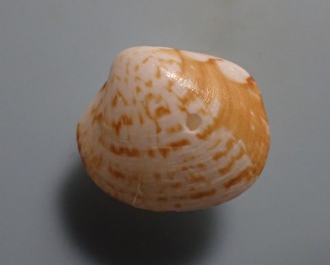 １４０．クリフハマグリ