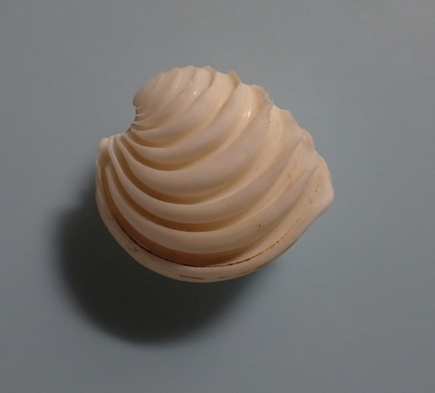 １４４．Placamen sp