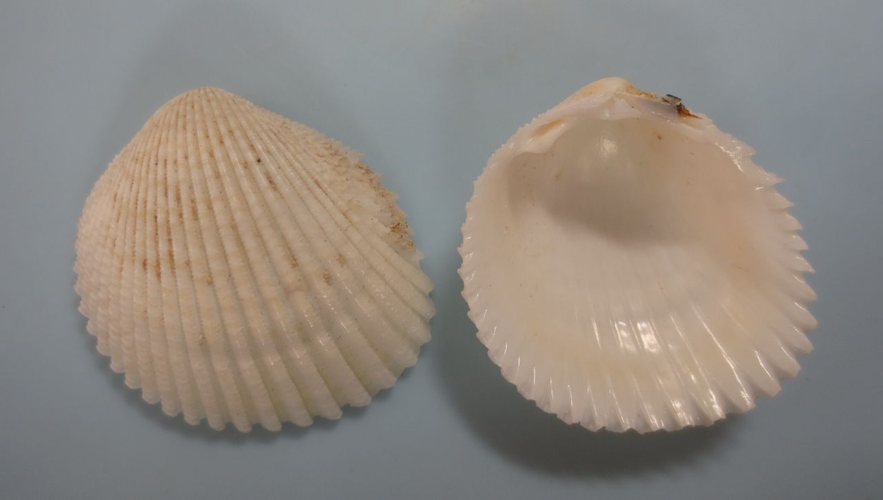 ゴマフザル 図鑑を作る 二枚貝編