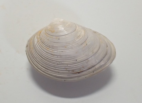 １３６１　エゾハマグリ