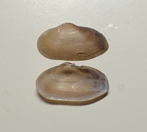 １４０５　マツカゼハナグモリ