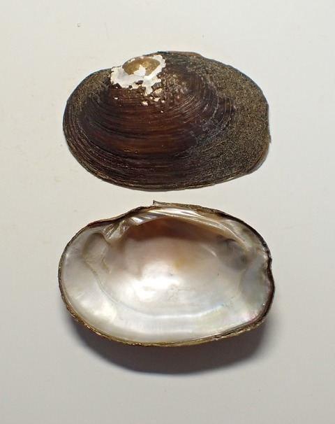 ５９４　ニセマツカサガイ