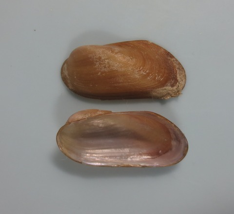 ２８．ツグミノマクラ