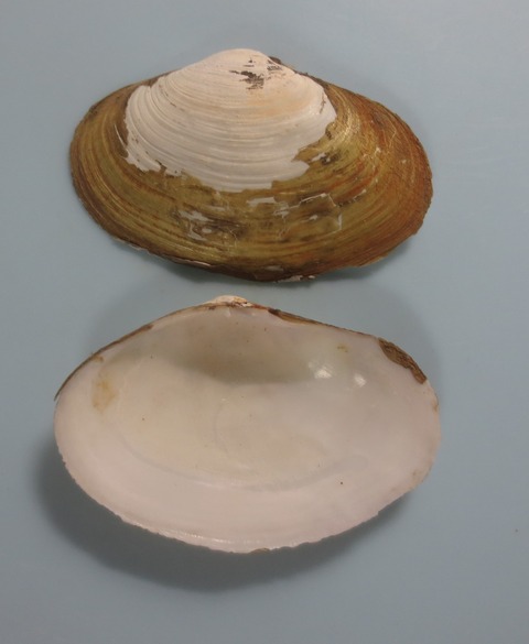 １２４．ウラジロマスホウ