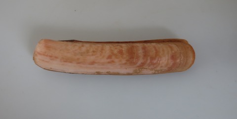 １２８．ジャングサマテガイ