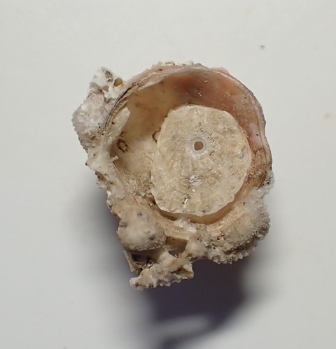 ２５６．Dimya sp