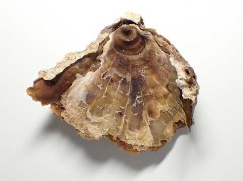 ２０３．オオベッコウガキ