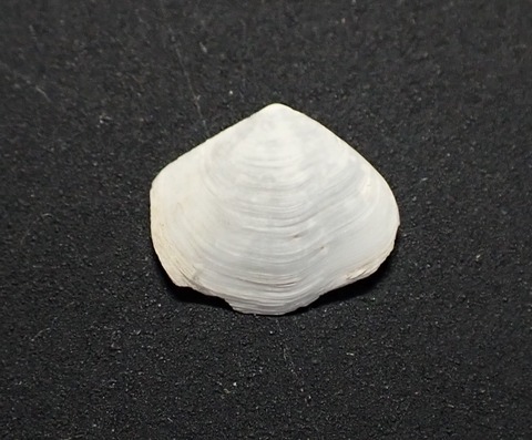 1542.タキスエモノガイ