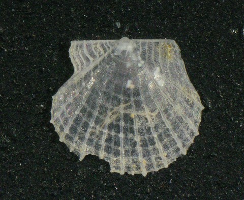 ２１０．ケシハリナデシコ