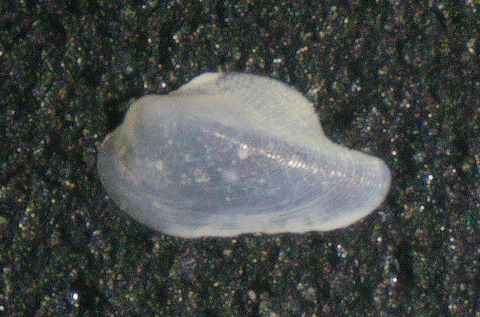 ２６９．ウルマヒバリガイ