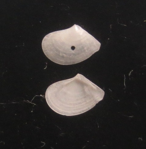 １１６．ザンノナミダ