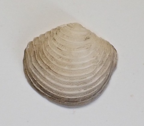 ２５１．Myrtea flabelliformis 1