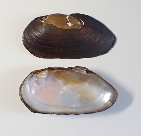 ２２７　コガタカワシンジュガイ