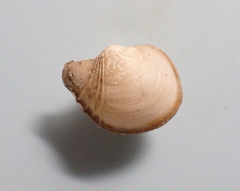 １７３．Cardiomya fortieculpta