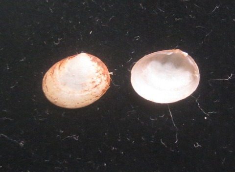 ６８．ユンタクシジミ