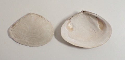 ２９０．Macoma lipara