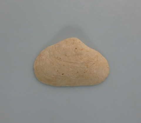 ６７．Squillaconcha sp