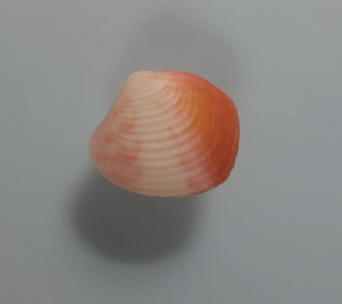 ８６．Talabrica rikae