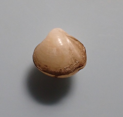 １６８．Poromya carinata