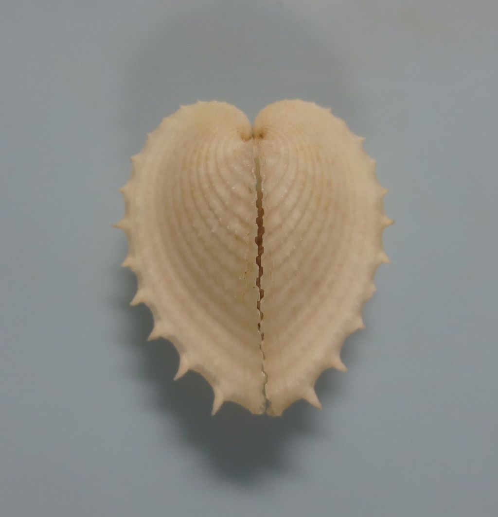 リュウキュウアオイ 図鑑を作る 二枚貝編