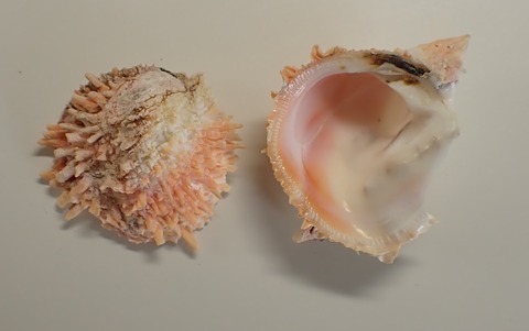 ２８７．ウナバラザル