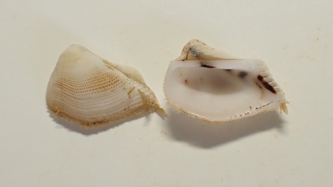 ２６１．ククリネジアサリ２