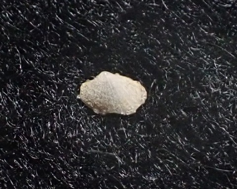 １５７．キタノサザナミガイ